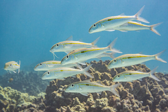 School of tropical fish swimming over reef in blue water
