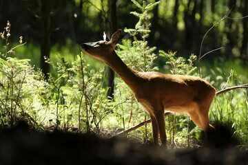 Reh, Capreolus capreolus © dina
