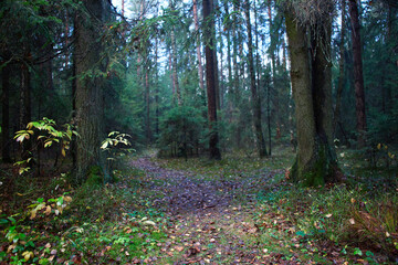 Nuture of Belarus. forest in outumn - 392473314