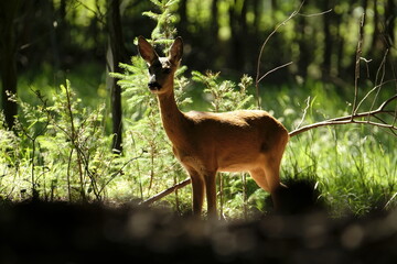 Reh, Capreolus capreolus