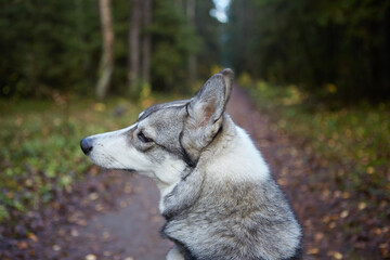 West Siberian Laika. Dog like a wolf - 392473502