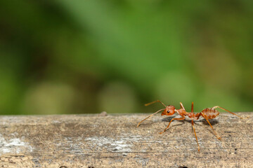 Close up red ant on tree in nature background at thailand