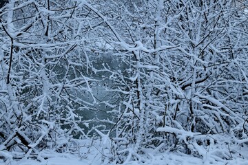 Branches covered with snow over the river