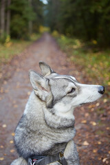 West Siberian Laika. Dog like a wolf - 392473550