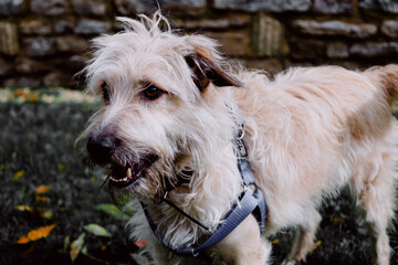 Closeup shot of glen of imaal terrier with harness standing on green grass - obrazy, fototapety, plakaty