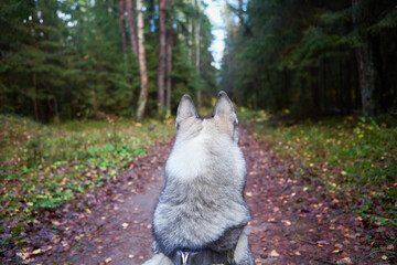 West Siberian Laika. Dog like a wolf - 392473579