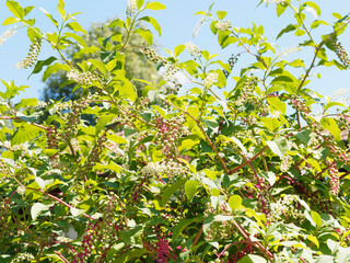 (Phytolacca americana) Amerikanische oder Zehnmännige Kermesbeere mit unreife grüne Früchte in Trauben