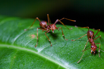 Close up red ant on green leaf in nature at thailand