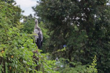 The Egret bird stand up is rest in nature garden at thailand