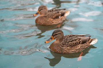Two female wild duck swimming on the lake