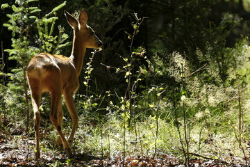 Reh, Capreolus capreolus