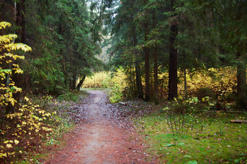 Nuture of Belarus. forest in outumn - 392473763