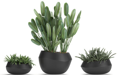 tropical plants Strelitzia in a pot on a white background