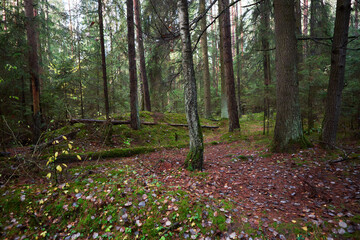Obraz premium Nuture of Belarus. forest in outumn