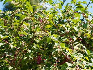 Phytolacca americana oder Amerikanische Kermesbeere, Zierstrauch mit attraktiven Blütenkerzen und Fruchtständen