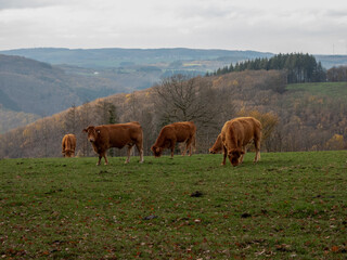 Fototapeta na wymiar limousin cows in the hills of luxembourg