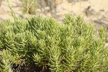 Curry Plant (Helichrysum italicum)