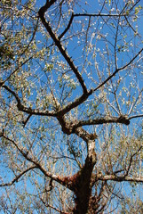 tree in spring