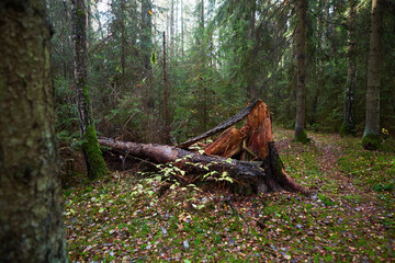 Nuture of Belarus. forest in outumn