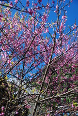 Fototapeta premium pink cherry blossom