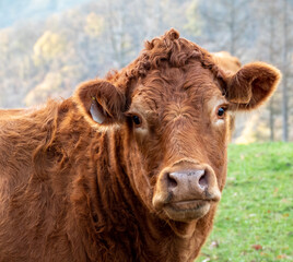 portrait of a limousin cow