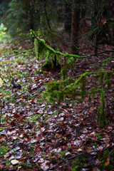 Nuture of Belarus. forest in outumn