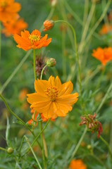 orange flower