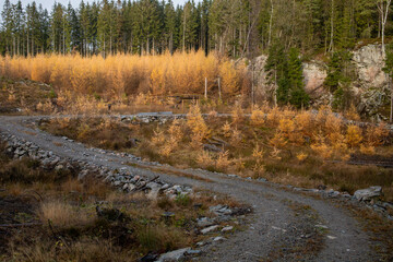 Dirt road and yellow coniferous trees in autumn November