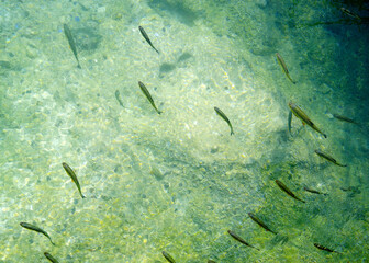 Abstract water natural details in Plitvice National Park, Croatia, Europe