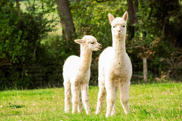White alpaca babies on the farm