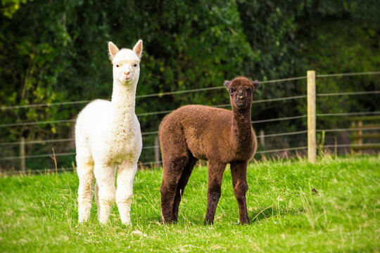 Two alpaca babies on the farm
