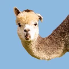 Fototapete Rund Funny alpaca llama isolated on blue background © Marta