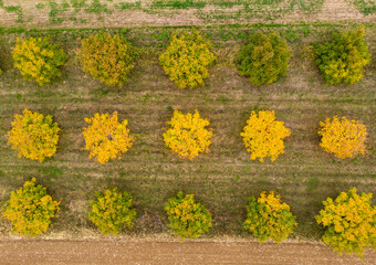 Walnut trees painted in autumn colors photographed from above
