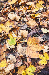 Autumn leaves on the ground, color toned nature background, selective focus.