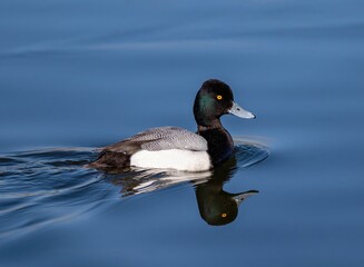 Close up of a Lesser Scaup duck with an iridescent green  head and intricate back feathers, nicely reflected in the calm waters of a blue lake.