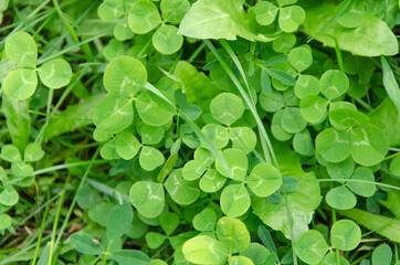 Bright green background from clover leaves. There is room for text.