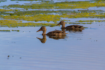 ducks on the Volga