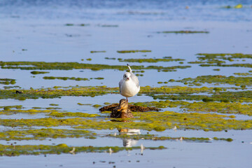 seagull with duck together