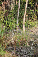 View of the largest mangrove forest Sundarbans , Bangladesh