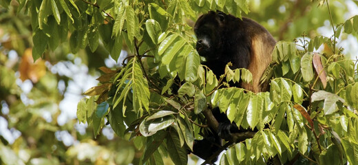 tailed lemur on tree in peru