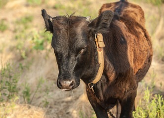 Fototapeta premium Portrait of a young bull. Calf on pasture.
