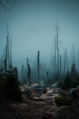 Mountain landscape with heavy foggy cold winter weather. Mystic nature view with misty and moody vibes. Harz National Park in Germany