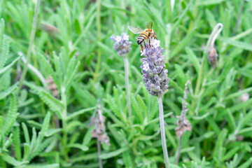 lavender with bee