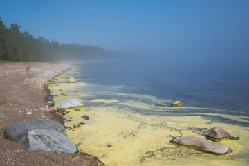 Algae bloom along the shoreline of a pond.