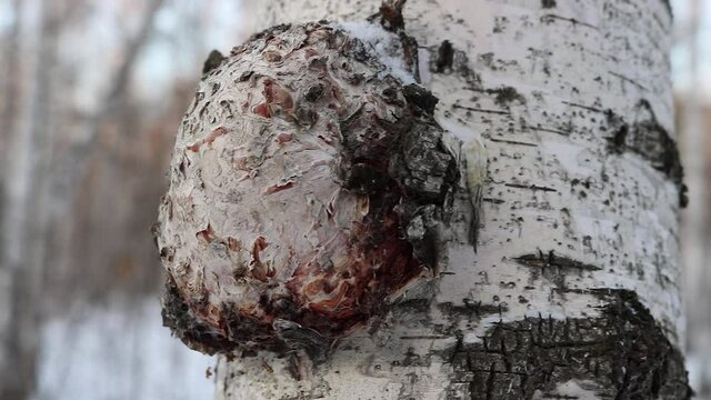 Chaga (Inonotus obliquus) is a fungus from the Hymenochaetaceae family. It parasitizes birch and other trees.
