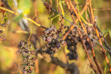 Dry grapes at sunset with sun beams