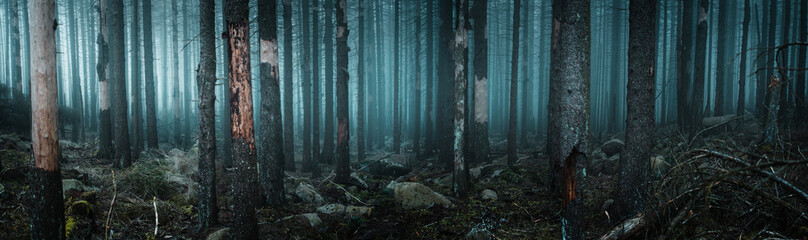 View into a foggy and mystic forest with dead straight pine tree silhouettes in the mist. Moody...