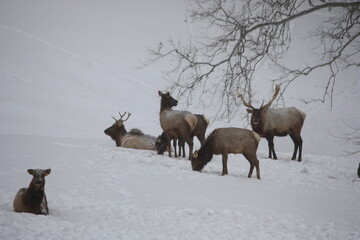 Obraz premium Elk in the mountains of West Virginia 