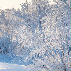 beautiful white winter