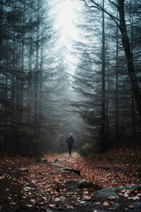 Fototapeta A sporty female hiker girl exploring the moody and mystic mountain nature with foogy cold winter weather. Outdoors in the cold with mist and dark dramatic vibes. Harz National Park in Germany obraz